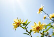 Doğal Işık ve Sağlık: Güneşin Vücut ve Zihninize Faydaları Natural Light and Health: The Benefits of the Sun to Your Body and Mind