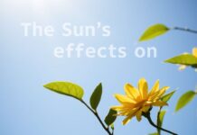 Güneşin Sağlık Üzerindeki Etkileri: Bilmediğiniz 10 Faktör The Sun's Effects on Health: 10 Factors You Didn't Know About