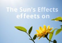 Güneşin Sağlık Üzerindeki Etkileri: Bilmediğiniz 10 Faktör The Sun's Effects on Health: 10 Factors You Didn't Know About