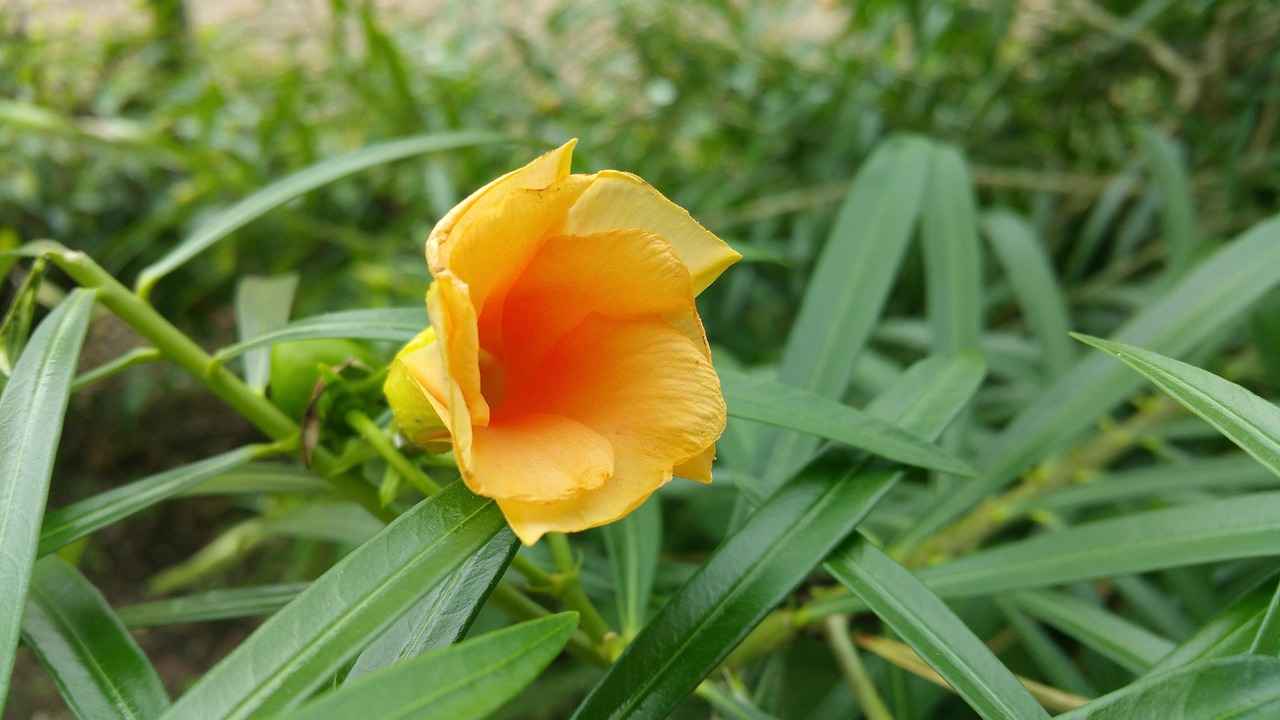 Böbrek Yetmezliği Hastaları İçin Geliştirilen Yeni Nesil Diyaliz Cihazları