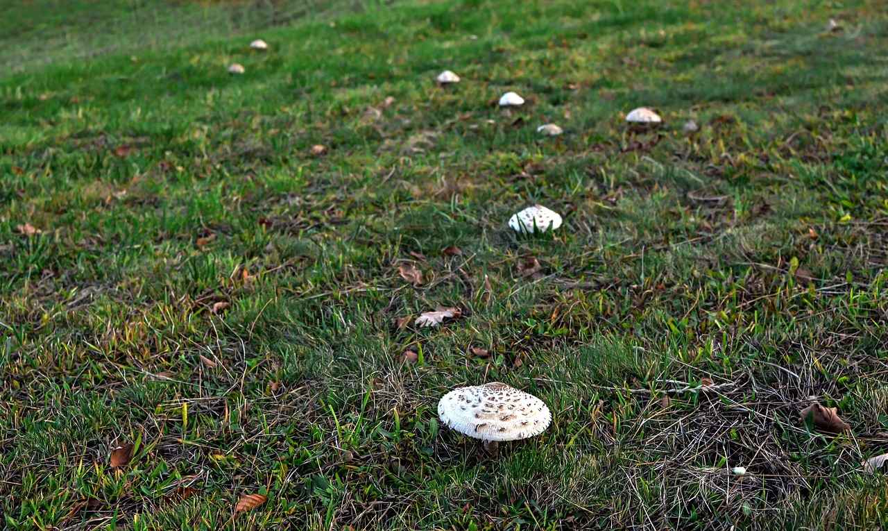 Kalp Yetmezliği ve Mekanik Destek: İmplante Edilebilir Pompa Sistemleri