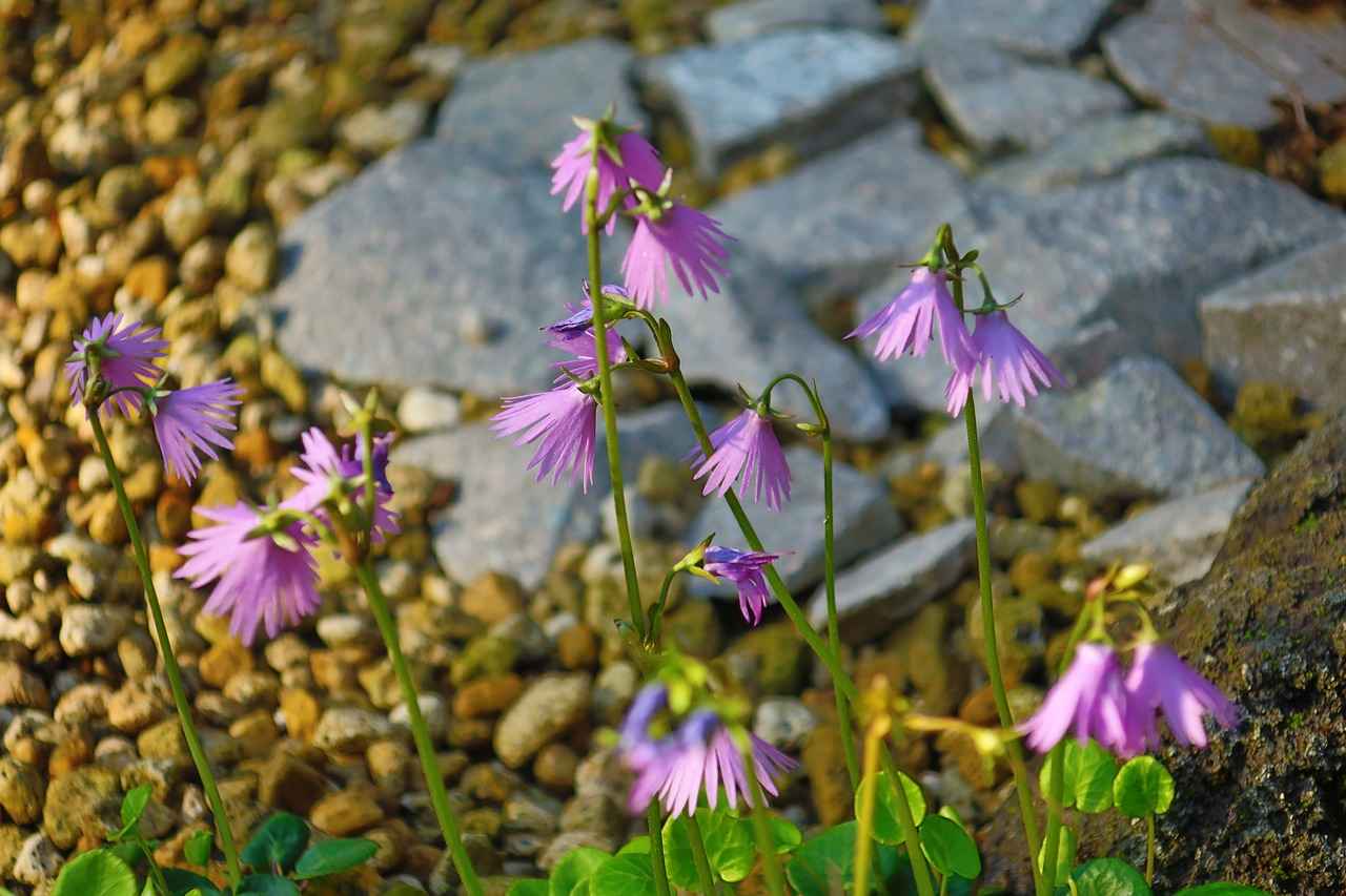 Kan Basıncı Monitörleri: Sürekli Tansiyon Takibi ile Kalp Sağlığınızı Koruyun