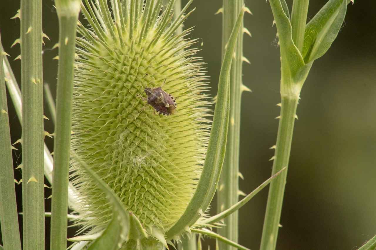 Kronik Obstrüktif Akciğer Hastalığı (KOAH) ve Oksijen Cihazlarının Önemi